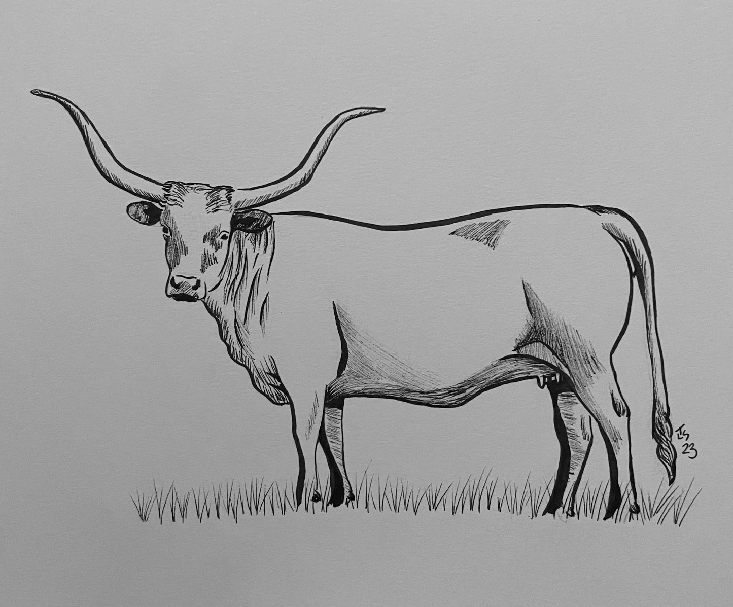 Longhorn Cow Ink Sketch